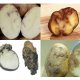 obrázky chorob brambor