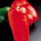 Kvalitní odrůdy papriky