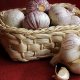Increasing the yield of garlic