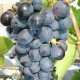 Donskoy agate grapes
