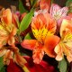 growing from alstroemeria seeds