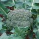 cultivarea broccoli de varză