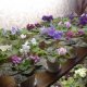 breeding violets