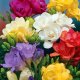growing and care of freesia