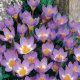 planting and caring for crocuses