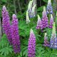 annual lupine