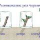 propagation of roses by cuttings