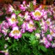 schizanthus in the photo