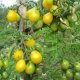 rajčica trešnja žuta