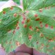 Diseases of the currant in the photo