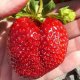 remontant strawberry