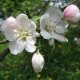 تجهيز أشجار التفاح في الربيع