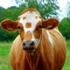 Co je normální tělesná teplota pro krávy