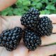 Popis odrůdy Blackberry Black Magic