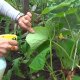 Pest control of cucumbers