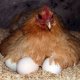 Hen hatches eggs