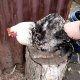 How to slaughter a chicken at home