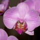 Orhidee înflorită