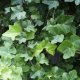 Garden ivy