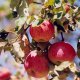 kako pravilno orezati stablo jabuke