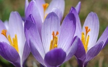 When to plant crocuses