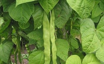 beans, cultivation