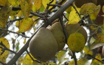 how to properly prune a pear