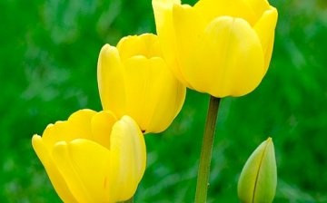 yellow tulips, photo