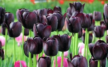 Černé tulipány