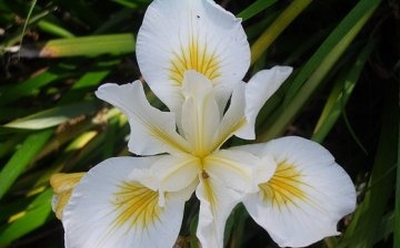 Iris white
