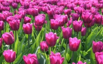 lila tulipani