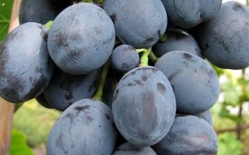 büfé szőlő