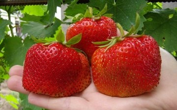 Growing strawberries