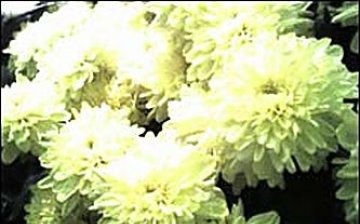 chryzantémy na fotografii
