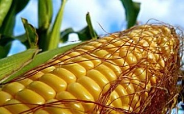 hogyan kell kukoricát ültetni