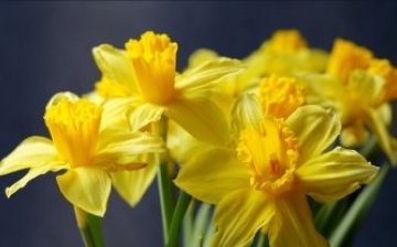 breeding daffodils