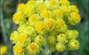 immortelle and its use in traditional medicine