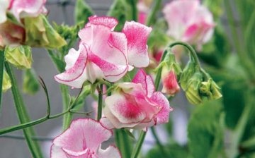pleasant smell of sweet peas
