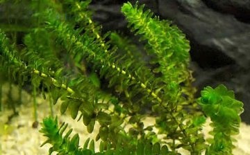 alge pentru acvariu, elodea
