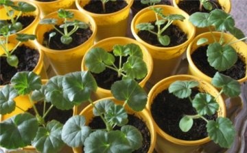 vegetative breeding of pelargonium