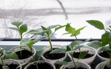 pěstování pepře