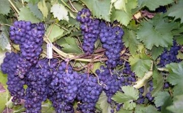 grape yield after transplanting