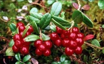 useful properties of lingonberry