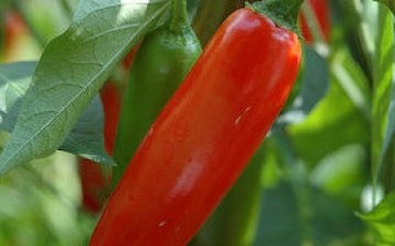 pepper against radiation, diabetes, vitaminosis