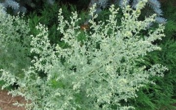 wormwood - a medicinal plant