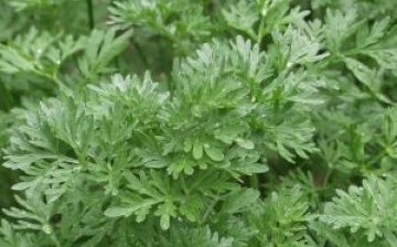treatment with wormwood oil for skin ulcers