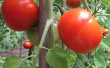 الطماطم في دلو