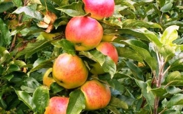 almafa ültetése tavasszal