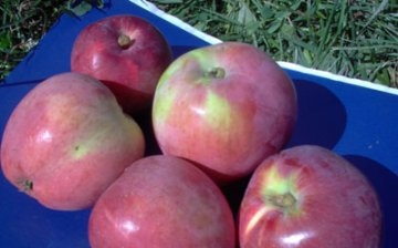 növekvő almafák