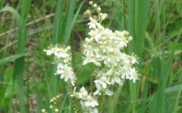 medicinal properties of meadowsweet